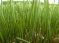 Пшениця як сидерат: плюси і мінуси, коли сіяти